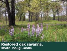 Restored oak savanna. Photo: Doug Landis